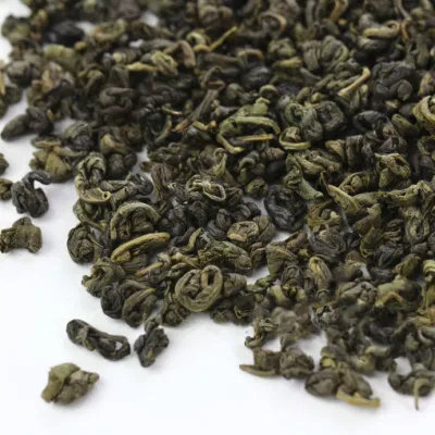 OEM di tè verde polvere da sparo di germogli freschi all'ingrosso