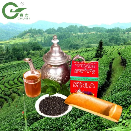 Tè cinese Tè verde 3505 Fabbrica di tè Maroc biologico con polvere da sparo