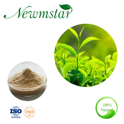 Nuova polvere di tè verde premium in vendita all'ingrosso all'ingrosso